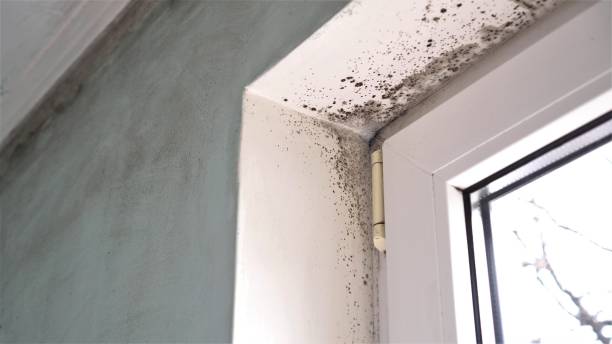 Best Mold Testing  in Maryvle, IL