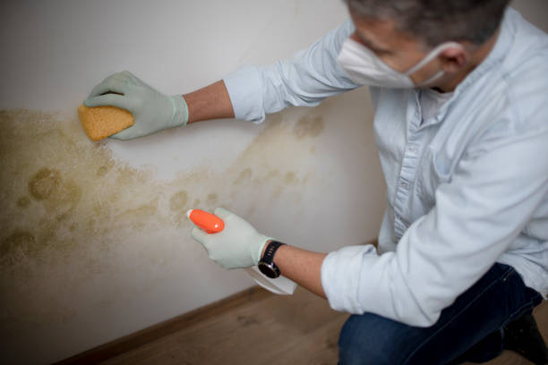 Mold Testing and Removal in Maryville, IL