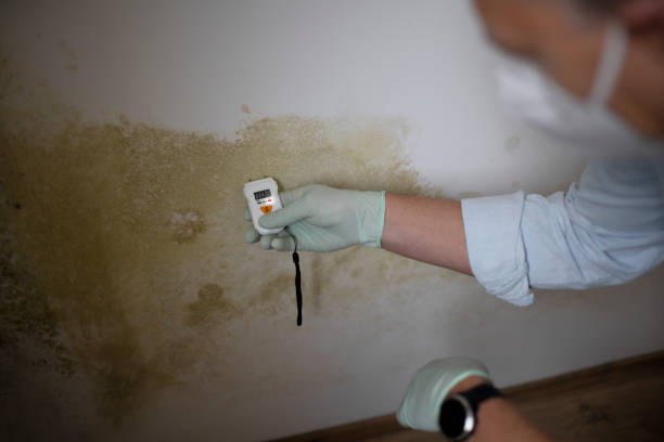 Best Mold Testing  in Maryvle, IL