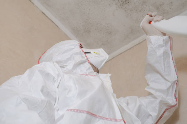 Best Certified Mold Removal  in Maryvle, IL