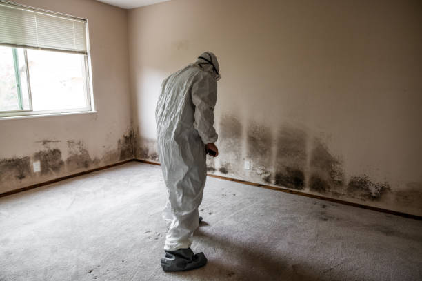 Best Mold Remediation  in Maryvle, IL