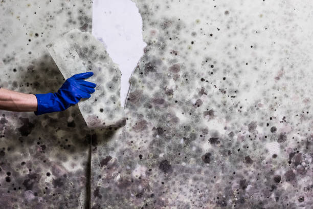 Best Residential Mold Removal  in Maryvle, IL