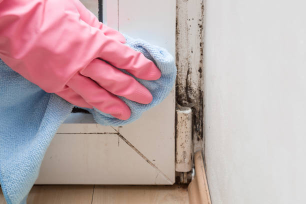 Best Commercial Mold Removal  in Maryvle, IL