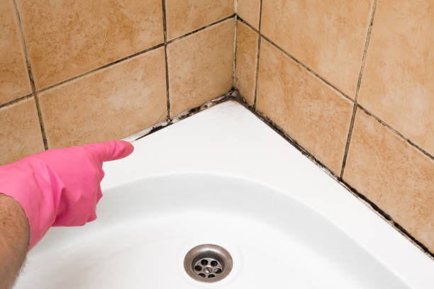 Best Best Mold Removal Companies  in Maryvle, IL