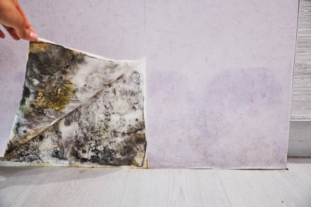Best Local Mold Removal Service  in Maryvle, IL